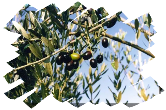 Olio extravergine d’oliva IGP